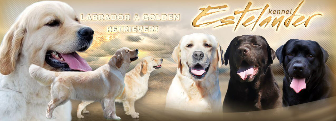 Kennel Estelauder - labradors and golden retrievers from Russia
